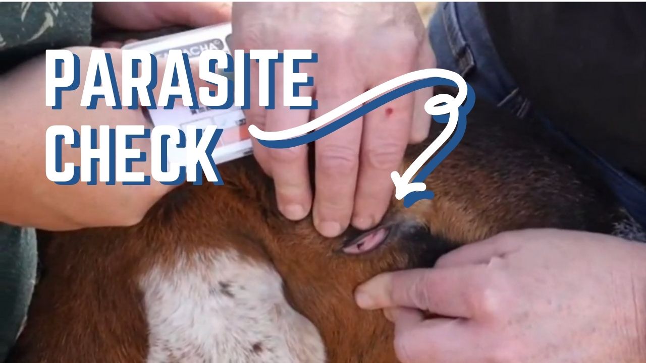 Spring Goat Health Checks Webinar – Videos – Mother Earth News